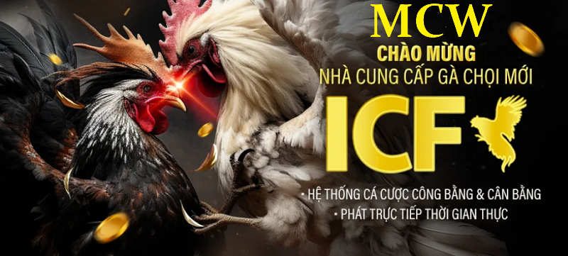 TỔNG QUAN VỀ NHÀ CUNG CẤP GÀ CHỌI ICF CỦA NHÀ CÁI MCW