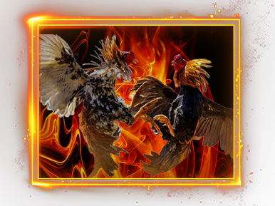 SV388 Cockfighting