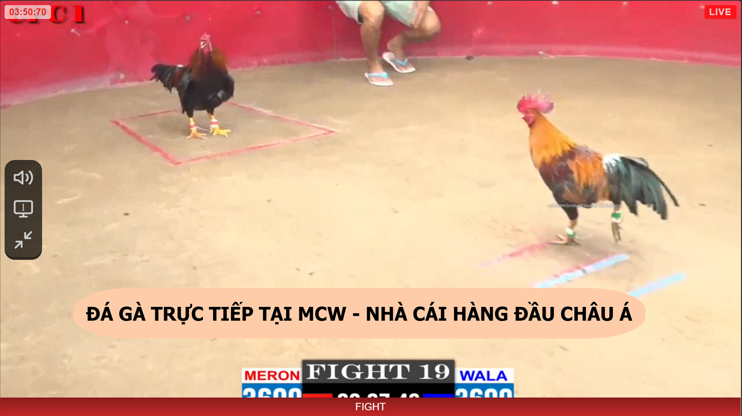 Đá Gà Trực Tiếp - MCW Sân Chơi Cá Cược Uy Tín Nhất Năm 2024