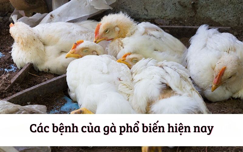 Tìm Hiểu Các Bệnh Của Gà Đá Và Cách Chữa Trị Hiệu Quả