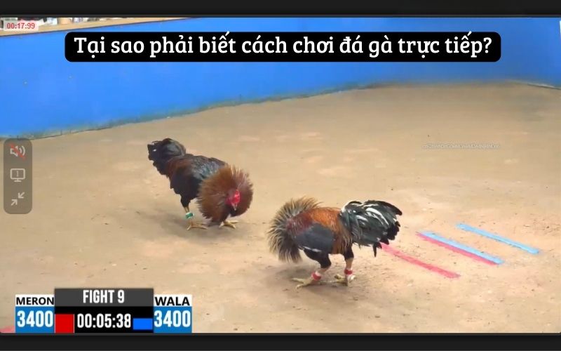 Tìm Hiểu Chi Tiết Về Cách Chơi Đá Gà Trực Tiếp