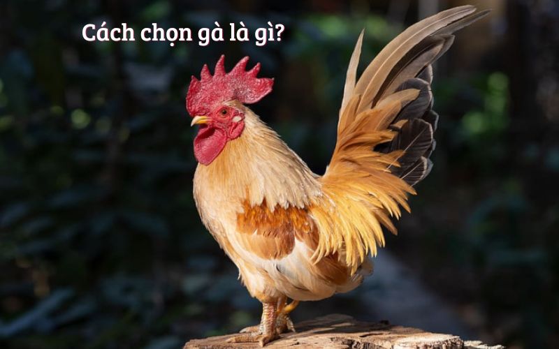 Khám Phá Chi Tiết Về Cách Chọn Gà