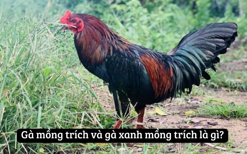 Khám Phá Những Điều Thú Vị Về Gà Mồng Trích