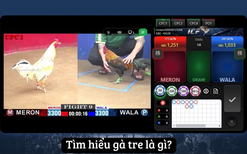 Hướng dẫn chi tiết cách nuôi gà tre hiệu quả