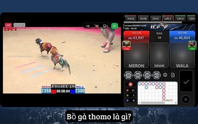 Đá Gà Mcw – Sân Chơi Cá Cược Trực Tuyến Đỉnh Cao