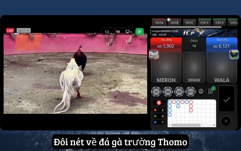 Đá Gà Mcw – Địa Chỉ Xem Trực Tiếp Đá Gà Uy Tín