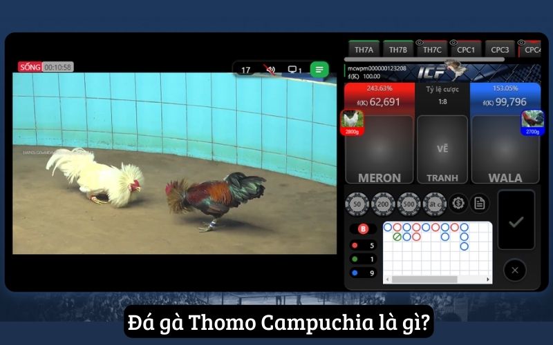 Đá Gà Mcw – Địa Chỉ Xem Đá Gà Thomo Campuchia Uy Tín