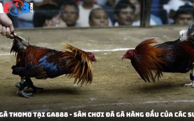 Đá Gà Thomo Tại GA888 – Sân Chơi Đá Gà Hàng Đầu Của Các Sư Kê