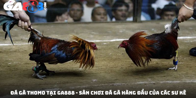Đá Gà Thomo Tại GA888 – Sân Chơi Đá Gà Hàng Đầu Của Các Sư Kê